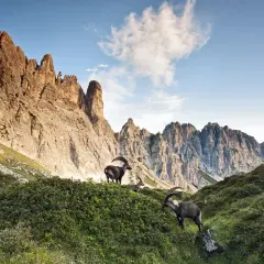 Stambecchi pascolano su un prato fiorito ai piedi delle maestose vette della Carnia, dove si trova questo paesaggio alpino.