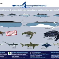 Illustrazione del **santuario dei cetacei** e altre specie marine toscane: delfini, balene, tartarughe e squali.