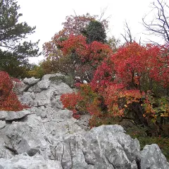 Rocce calcaree e alberi con foglie rosse e gialle in autunno, tipico paesaggio del Carso dove si trova.