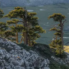 Pini contorti su un pendio roccioso, con una valle verdeggiante e specchi d'acqua in lontananza. Un paesaggio suggestivo della rotonda Basilicata.