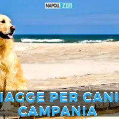 Golden retriever felice su una spiaggia, con il mare sullo sfondo. Annuncio di spiagge per cani in Campania.