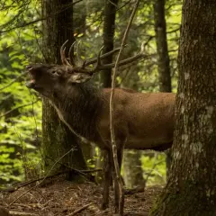 Cervo maestoso nella foresta, un vero spettacolo della campigna cosa vedere.