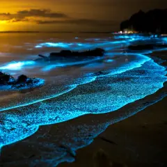 Onda azzurra illumina la spiaggia bioluminescente al tramonto, creando un paesaggio magico e surreale.