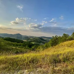 Dolci colline di Parma sotto un cielo azzurro con nuvole bianche. L'erba dorata ondeggia al vento, abbracciando la vegetazione lussureggiante.