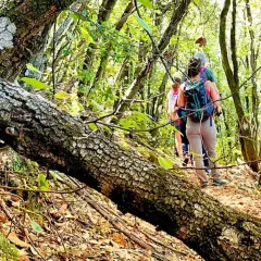Persone con zaini fanno passeggiate in Umbria, attraversando un sentiero boscoso con un albero caduto in primo piano.