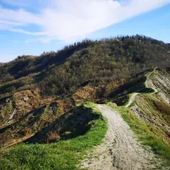 Sentiero sterrato serpeggia su crinale erboso, ideale per il trekking a Cesena, con colline boscose sullo sfondo e cielo azzurro.