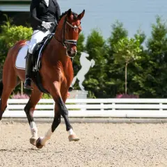 Cavallo baio in movimento durante una gara di horse riding, con cavaliere in giacca nera e pantaloni bianchi.