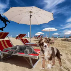 Due cani si rilassano su lettini in spiaggia, con una mappa dell'Italia che evidenzia l'Emilia-Romagna, suggerendo spiagge per cani.