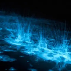 Onde blu luminose danzano nell'oscurità, un magico spettacolo di bioluminescenza mare.