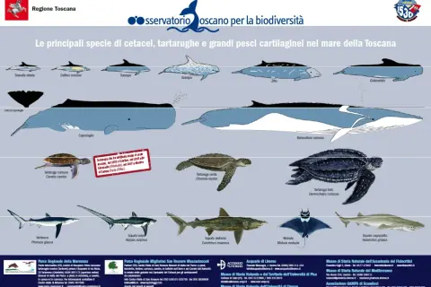 Illustrazione del **santuario dei cetacei** e altre specie marine toscane: delfini, balene, tartarughe e squali.