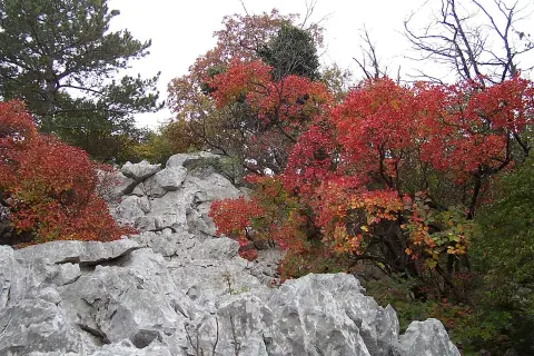 Rocce calcaree e alberi con foglie rosse e gialle in autunno, tipico paesaggio del Carso dove si trova.