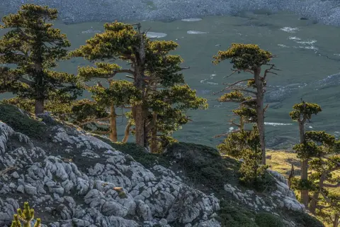 Pini contorti su un pendio roccioso, con una valle verdeggiante e specchi d'acqua in lontananza. Un paesaggio suggestivo della rotonda Basilicata.