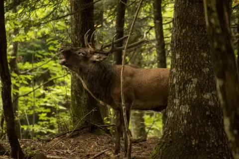 Cervo maestoso nella foresta, un vero spettacolo della campigna cosa vedere.