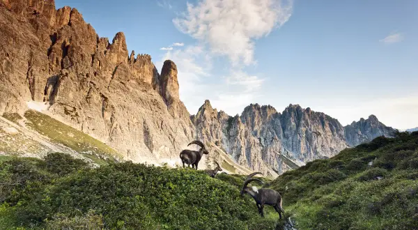 Stambecchi pascolano su un prato fiorito ai piedi delle maestose vette della Carnia, dove si trova questo paesaggio alpino.