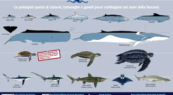 Illustrazione del **santuario dei cetacei** e altre specie marine toscane: delfini, balene, tartarughe e squali.