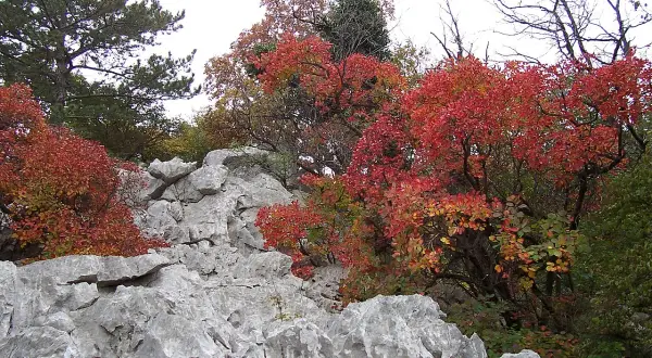 Rocce calcaree e alberi con foglie rosse e gialle in autunno, tipico paesaggio del Carso dove si trova.