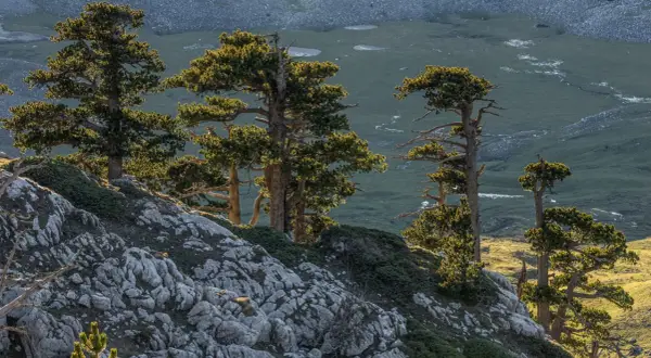 Pini contorti su un pendio roccioso, con una valle verdeggiante e specchi d'acqua in lontananza. Un paesaggio suggestivo della rotonda Basilicata.