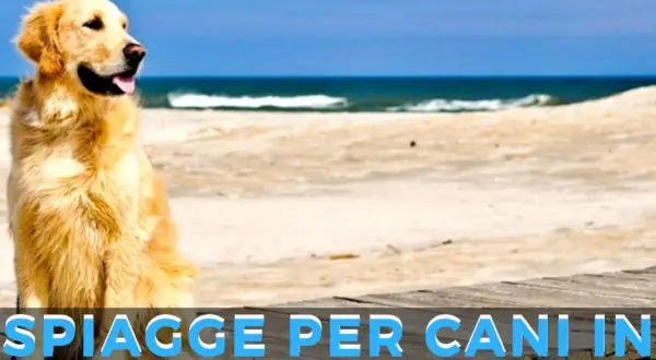 Golden retriever felice su una spiaggia, con il mare sullo sfondo. Annuncio di spiagge per cani in Campania.