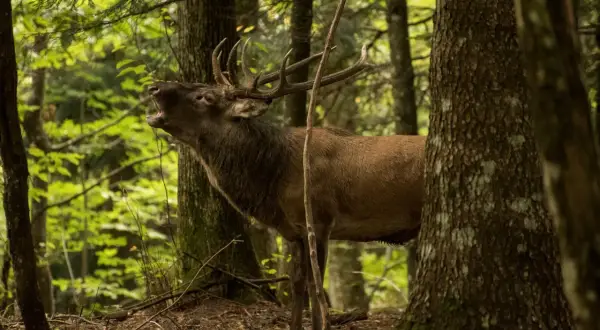 Cervo maestoso nella foresta, un vero spettacolo della campigna cosa vedere.