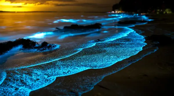 Onda azzurra illumina la spiaggia bioluminescente al tramonto, creando un paesaggio magico e surreale.