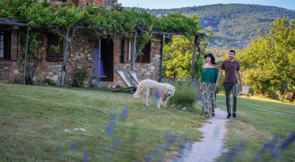 Coppia passeggia con cane in un casale di Sassetta, Livorno, tra vigneti e colline verdi.