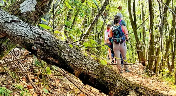 Persone con zaini fanno passeggiate in Umbria, attraversando un sentiero boscoso con un albero caduto in primo piano.