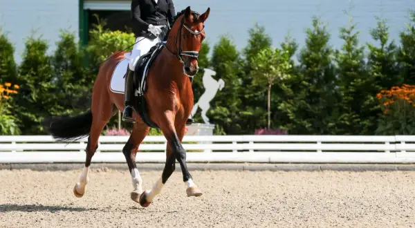 Cavallo baio in movimento durante una gara di horse riding, con cavaliere in giacca nera e pantaloni bianchi.