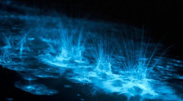 Onde blu luminose danzano nell'oscurità, un magico spettacolo di bioluminescenza mare.