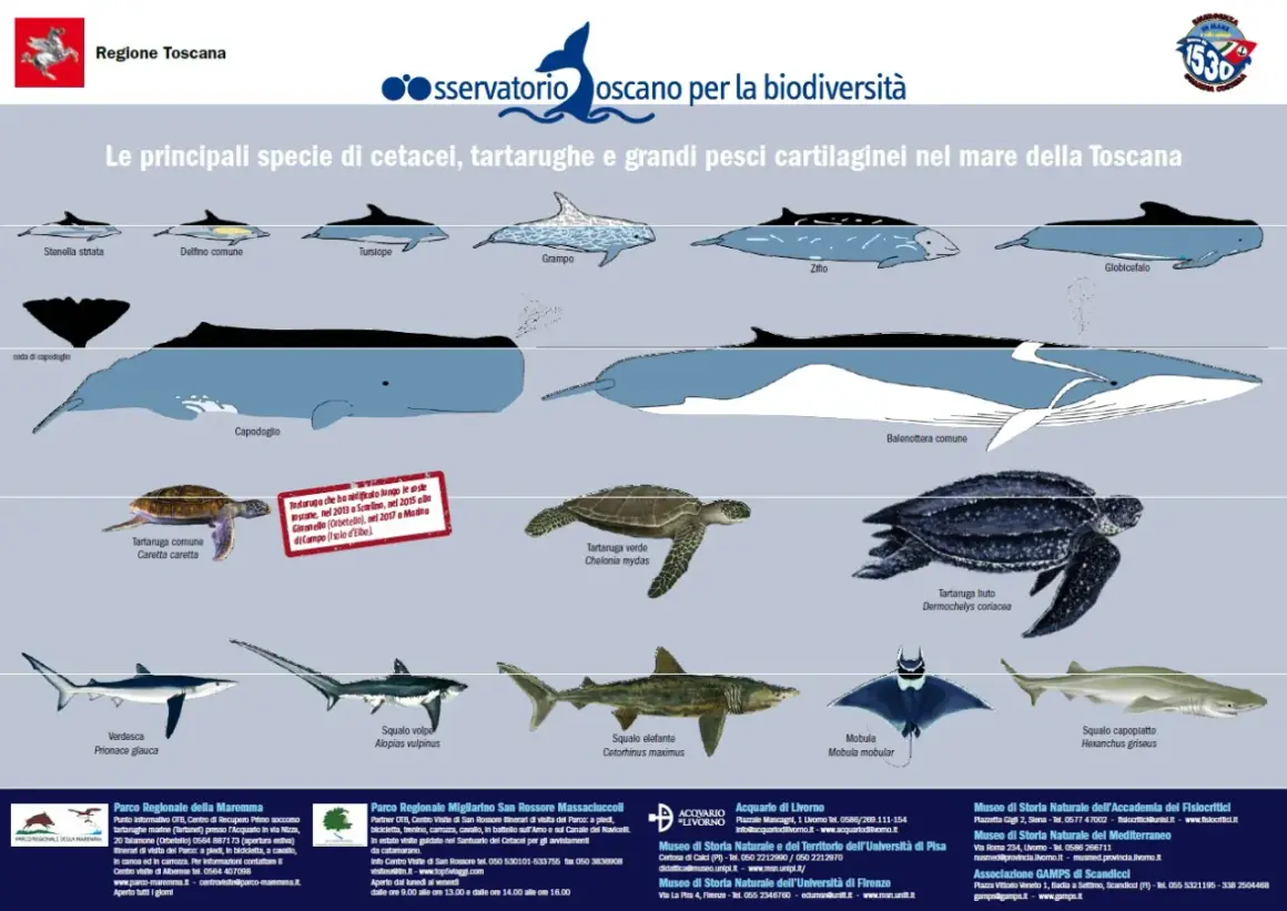 Illustrazione del **santuario dei cetacei** e altre specie marine toscane: delfini, balene, tartarughe e squali.