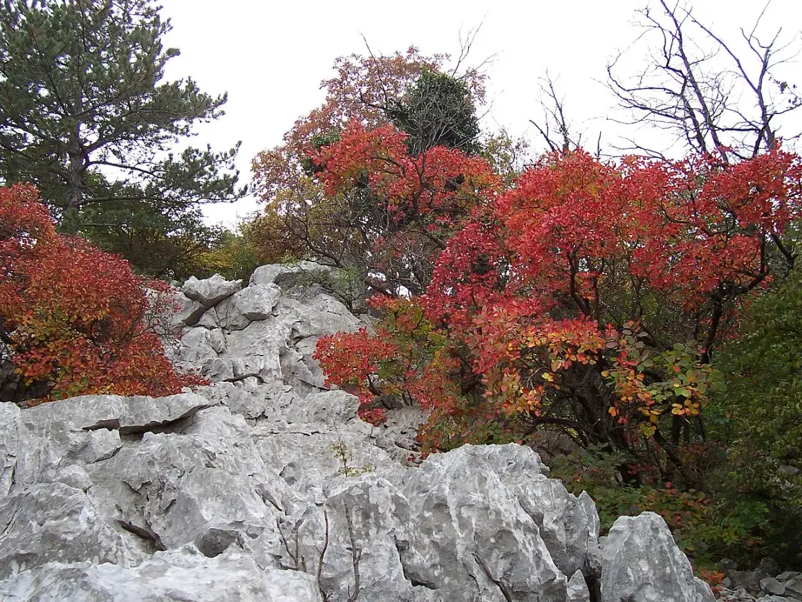 Rocce calcaree e alberi con foglie rosse e gialle in autunno, tipico paesaggio del Carso dove si trova.