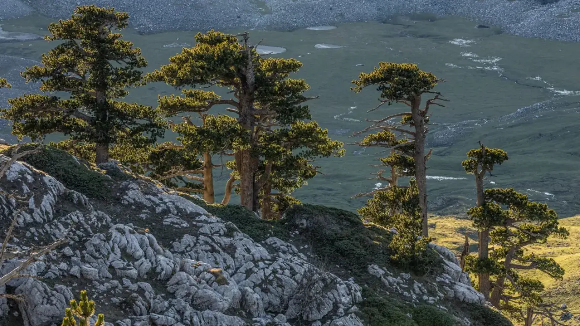 Pini contorti su un pendio roccioso, con una valle verdeggiante e specchi d'acqua in lontananza. Un paesaggio suggestivo della rotonda Basilicata.