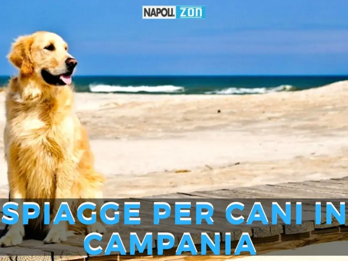 Golden retriever felice su una spiaggia, con il mare sullo sfondo. Annuncio di spiagge per cani in Campania.