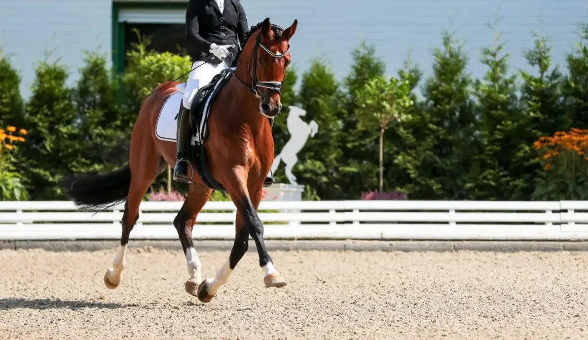 Cavallo baio in movimento durante una gara di horse riding, con cavaliere in giacca nera e pantaloni bianchi.