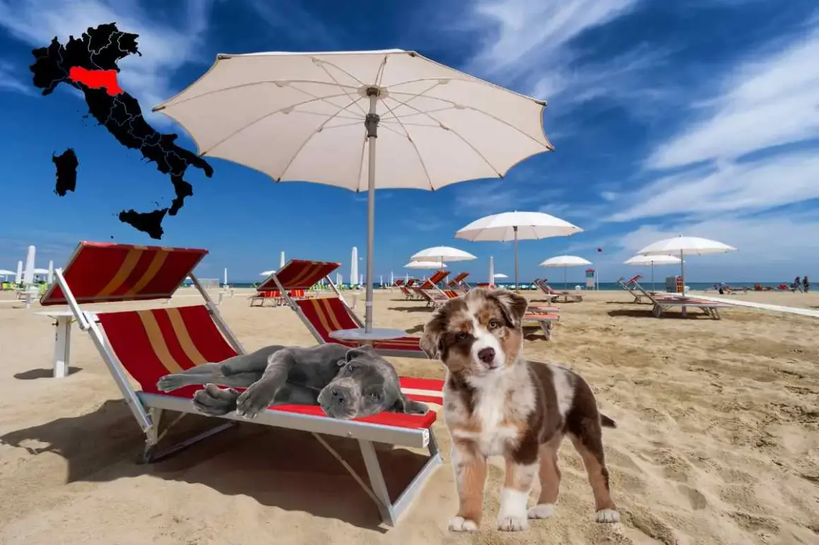 Due cani si rilassano su lettini in spiaggia, con una mappa dell'Italia che evidenzia l'Emilia-Romagna, suggerendo spiagge per cani.
