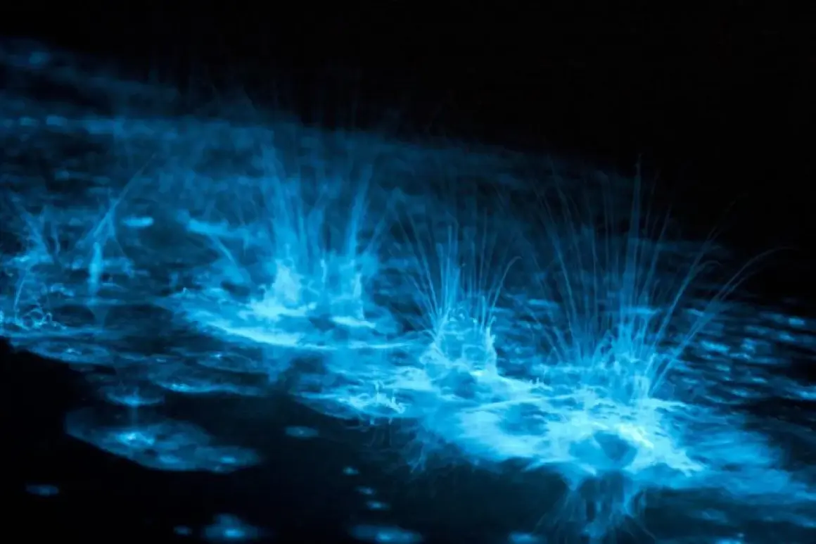 Onde blu luminose danzano nell'oscurità, un magico spettacolo di bioluminescenza mare.