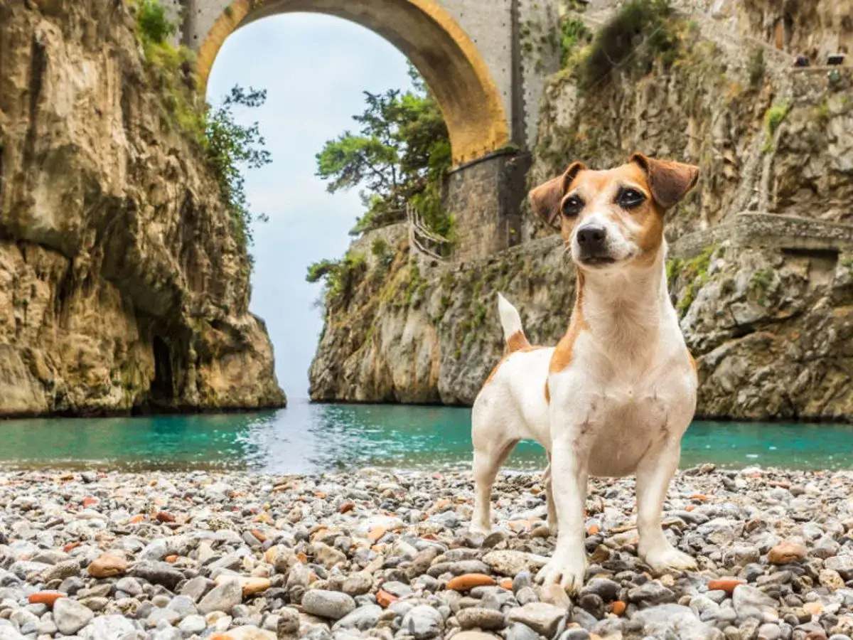 Un cane su una spiaggia di ciottoli in Campania, con un arco di ponte sullo sfondo. Un luogo ideale per le spiagge per cani in Campania.