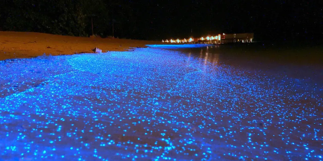 Onda azzurra scintillante sulla spiaggia, un magico spettacolo di bioluminescenza mare.