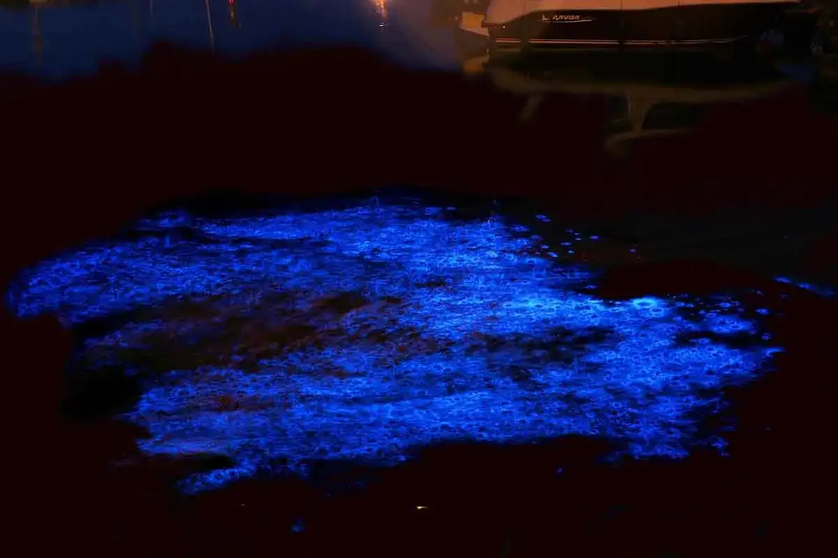 Acqua scura illuminata da una magica spiaggia bioluminescente, con riflessi blu intensi e una barca all'orizzonte.
