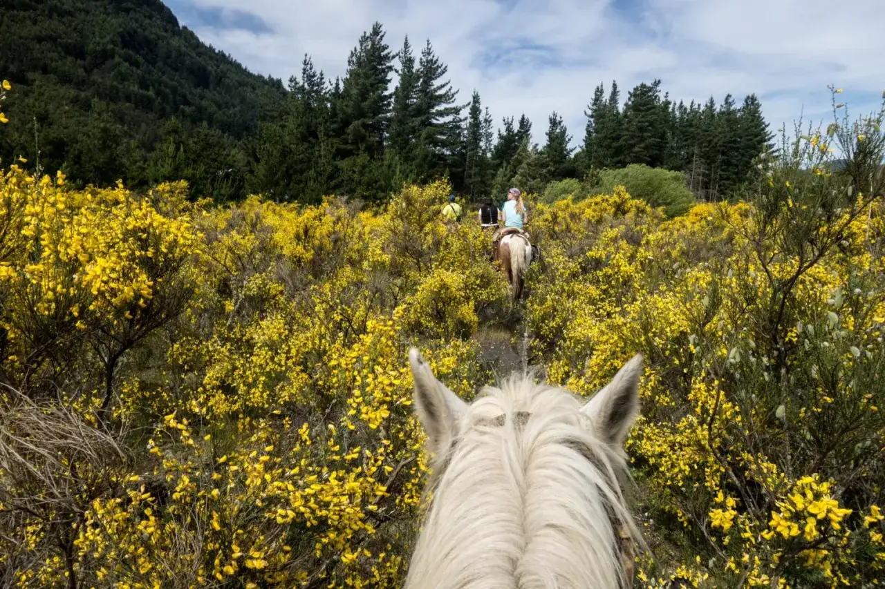 Un gruppo di persone fa horse riding attraverso un campo fiorito di giallo, con una foresta sullo sfondo.