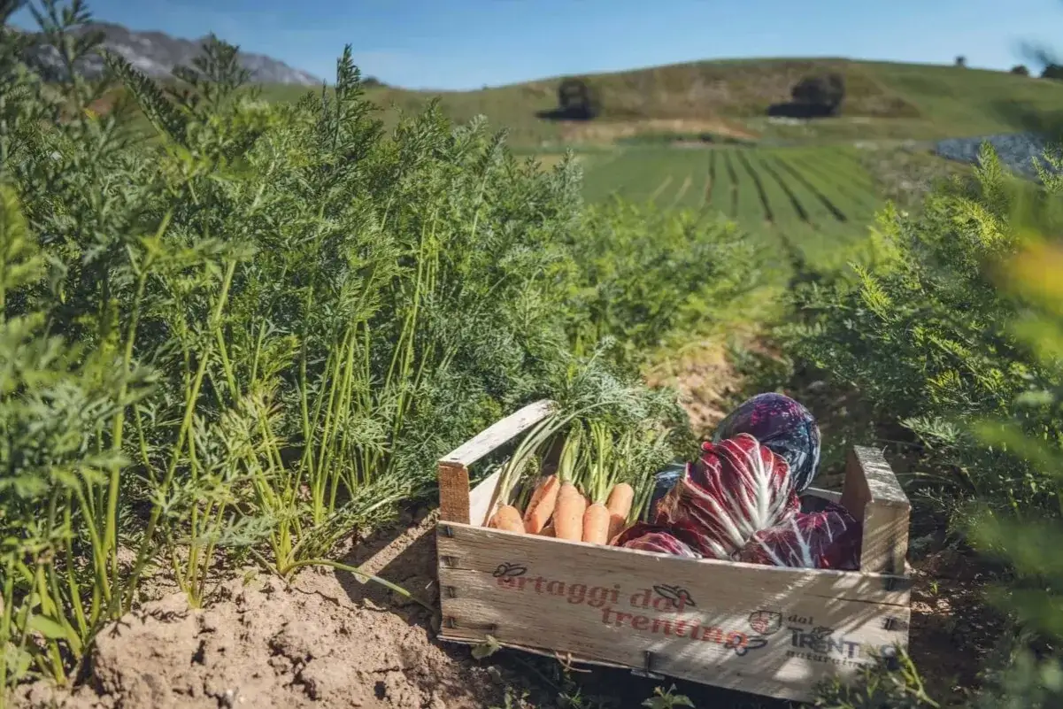 Cassa di carote e radicchi nel Val di Gresta, con campi coltivati sullo sfondo.