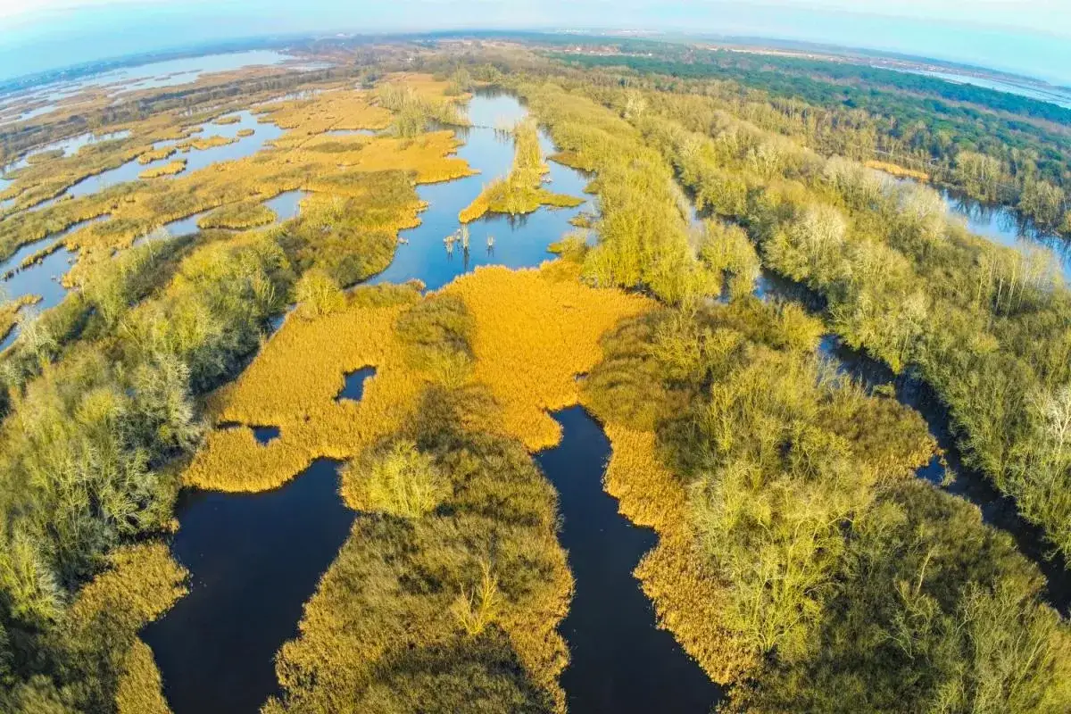 Vasta zona umida con canneti dorati e alberi spogli, un paesaggio che ricorda il mare dell'Emilia Romagna.