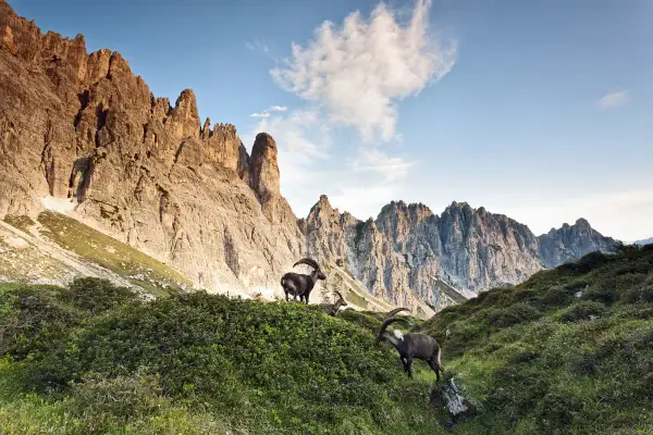 Stambecchi pascolano su un prato fiorito ai piedi delle maestose vette della Carnia, dove si trova questo paesaggio alpino.