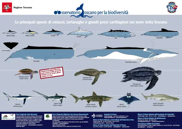 Illustrazione del **santuario dei cetacei** e altre specie marine toscane: delfini, balene, tartarughe e squali.