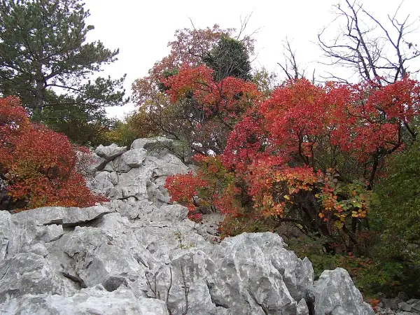 Rocce calcaree e alberi con foglie rosse e gialle in autunno, tipico paesaggio del Carso dove si trova.