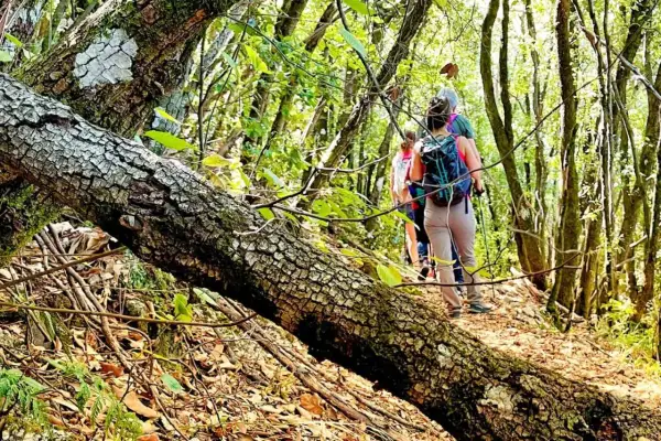 Persone con zaini fanno passeggiate in Umbria, attraversando un sentiero boscoso con un albero caduto in primo piano.